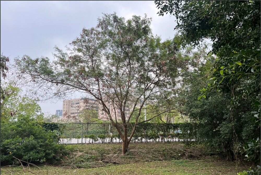 Protecting Local Biodiversity With the Removal of Invasive Alien Species